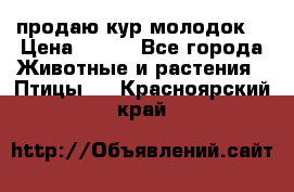 продаю кур молодок. › Цена ­ 320 - Все города Животные и растения » Птицы   . Красноярский край